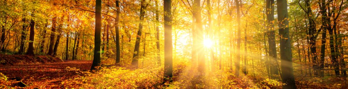busreis Herfst in Spessart