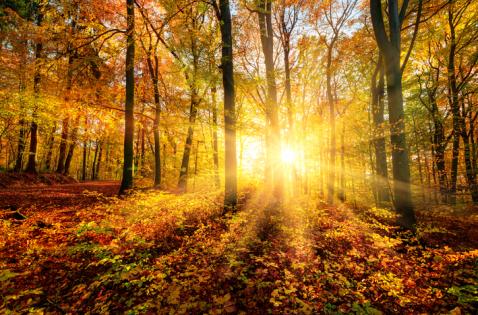 busreis naar Herfst in Spessart