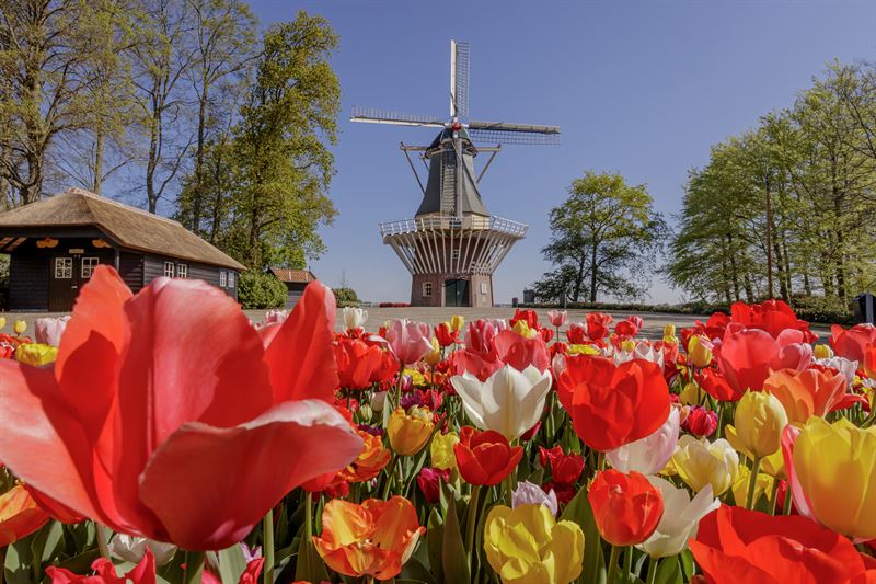 busreis naar Keukenhof 01/05